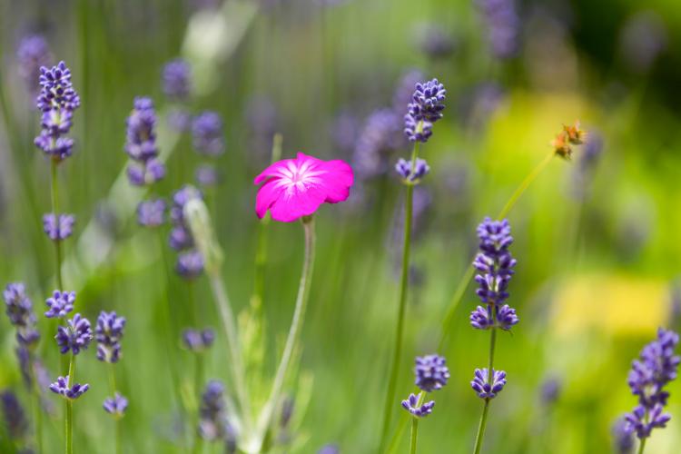 Alpenblumen im Naturpark Texelgruppe