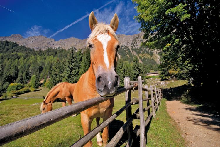 Pferde bei der Leiter Alm