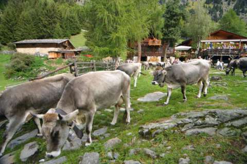 Transumanza alla Leiter Alm