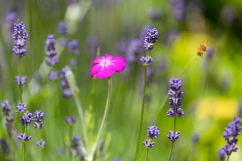 Fiori alpini nel Parco naturale del Gruppo di Tessa