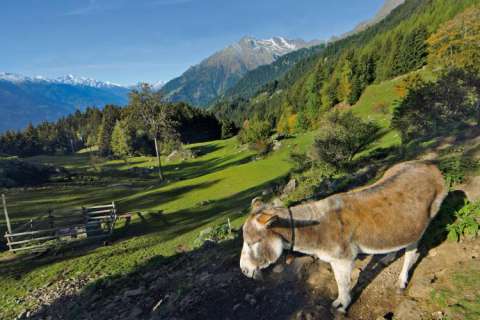 Esel und Zielspitze