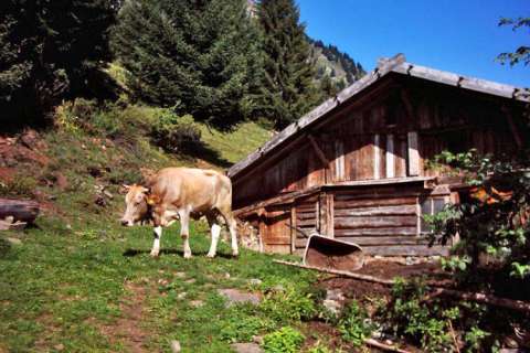 Kuh auf der Alm