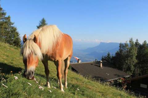 Pferd bei der Leiter Alm