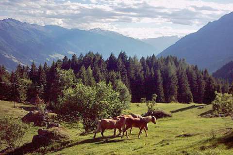 Pferde bei der Leiter Alm