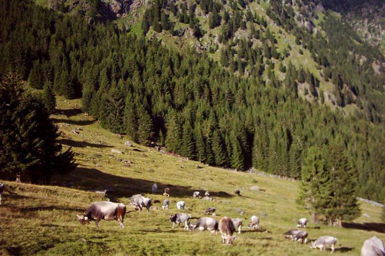 Kühe auf der Alm