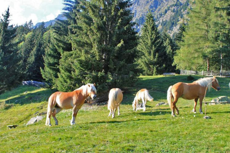 Pferde im Naturpark Texelgruppe